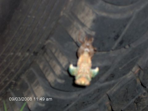 1993 Ford F-150 - locust on my truck tire starting to come out of its shell