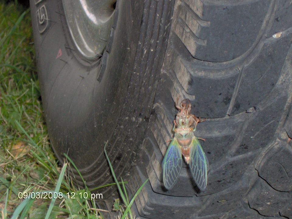 locust farther out of shell