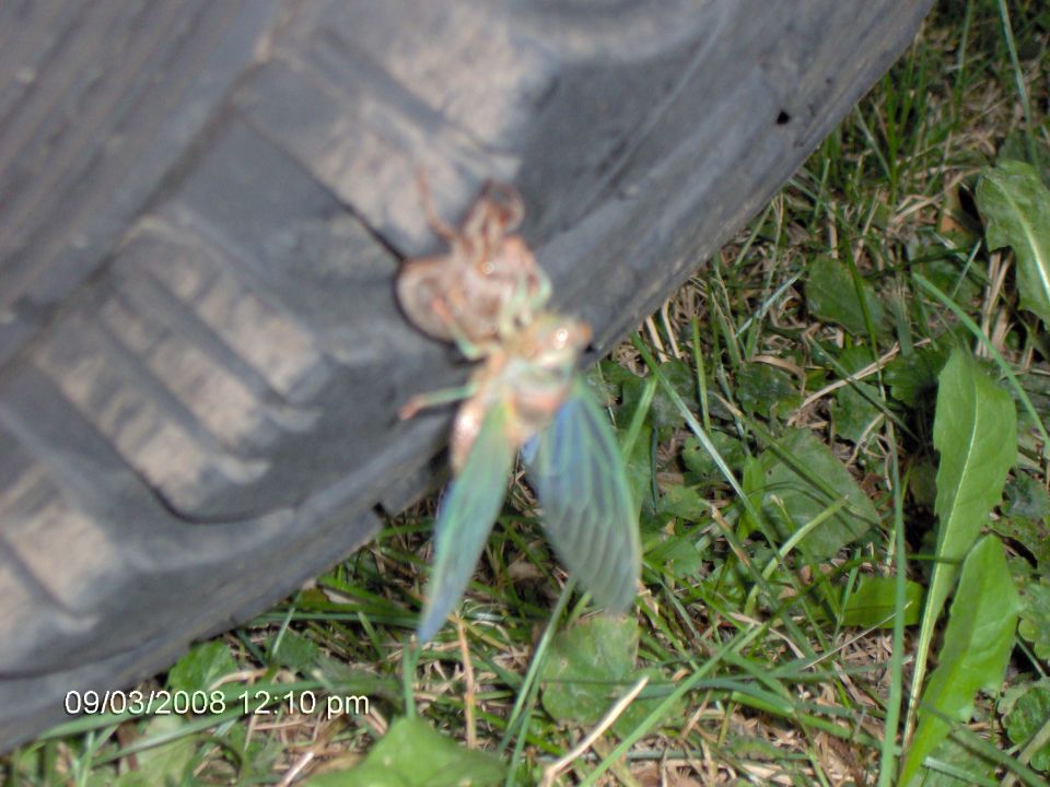 locust even farther out of its shell