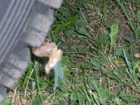 1993 Ford F-150 - locust out of its shell