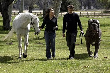 1991 Ford Crown Victoria - A man and woman walk with a horse and a large dog in a grassy, outdoor area.