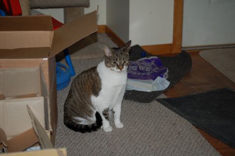 2006 Wildcat Wildcat SS photo