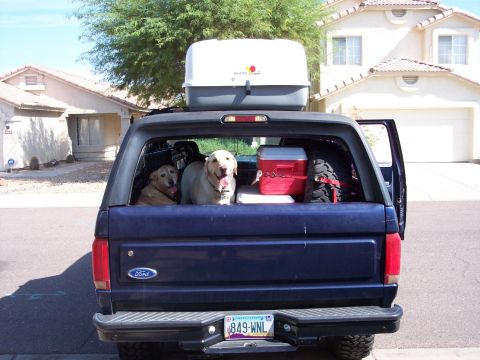 1996 Ford Bronco - Rear view of a dark blue full-size Ford Bronco with the tailgate down and glass raised, showing two yellow Labrador retrievers sitting in t…