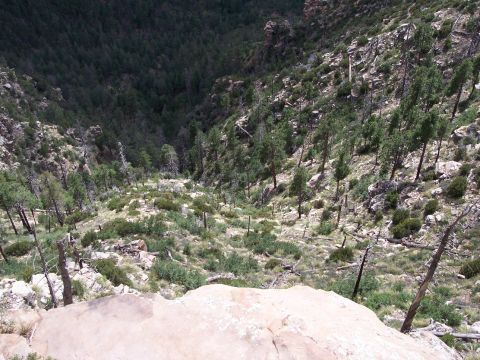 1996 Ford Bronco - A steep, rocky canyon filled with pine trees and scrub brush. The view looks down into the canyon from a rocky overlook.