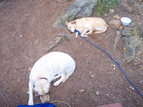 1996 Ford Bronco - Two dogs are resting on the ground near some rocks. One dog is light brown and appears to be sleeping, while the other is white and is snif…