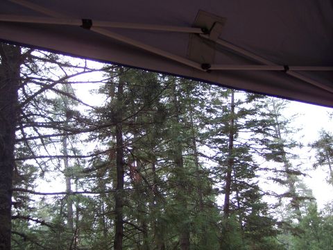 1996 Ford Bronco - A view of evergreen trees through the frame of a canopy structure.