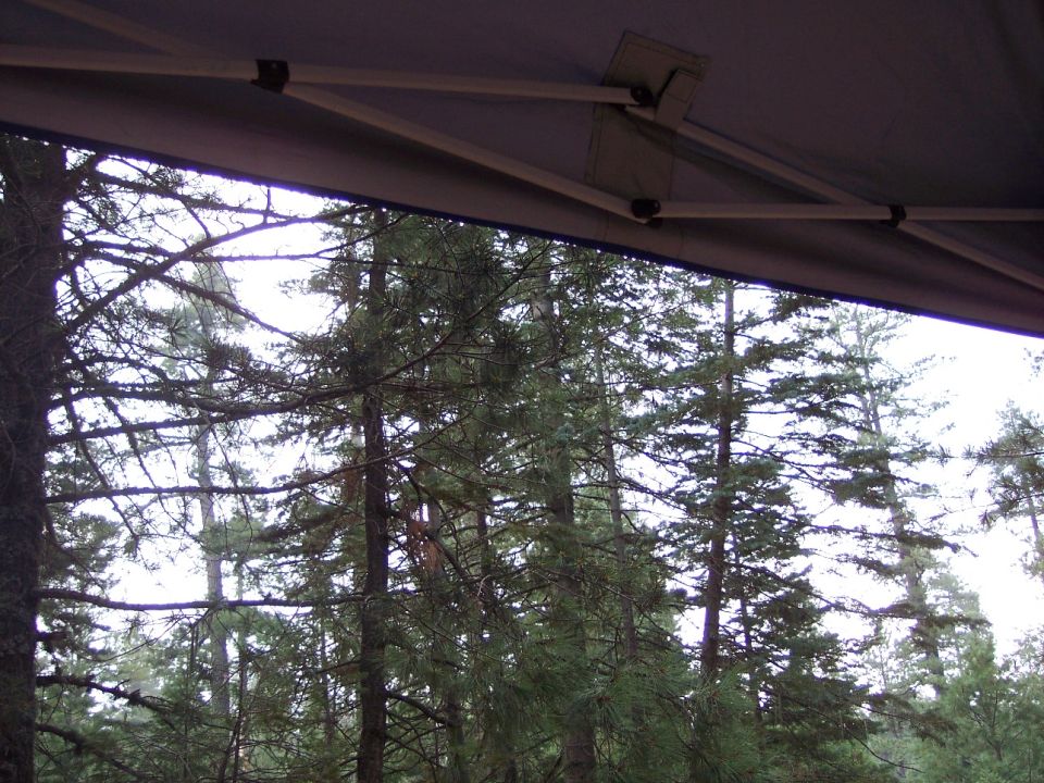 View of evergreen trees through a canopy frame.