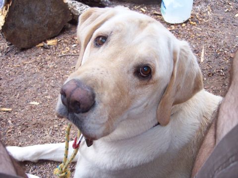 1996 Ford Bronco - A close-up of a yellow Labrador Retriever's face as it looks towards the camera. The dog is lying down outdoors on a dirt and gravel surfac…