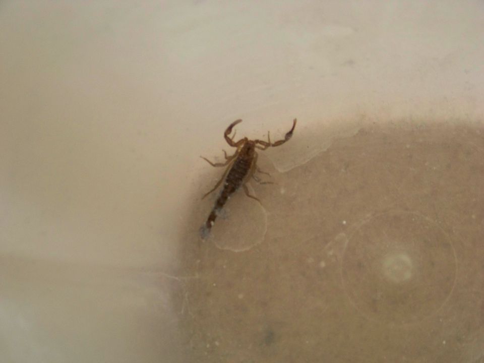 Scorpion on a light-colored surface