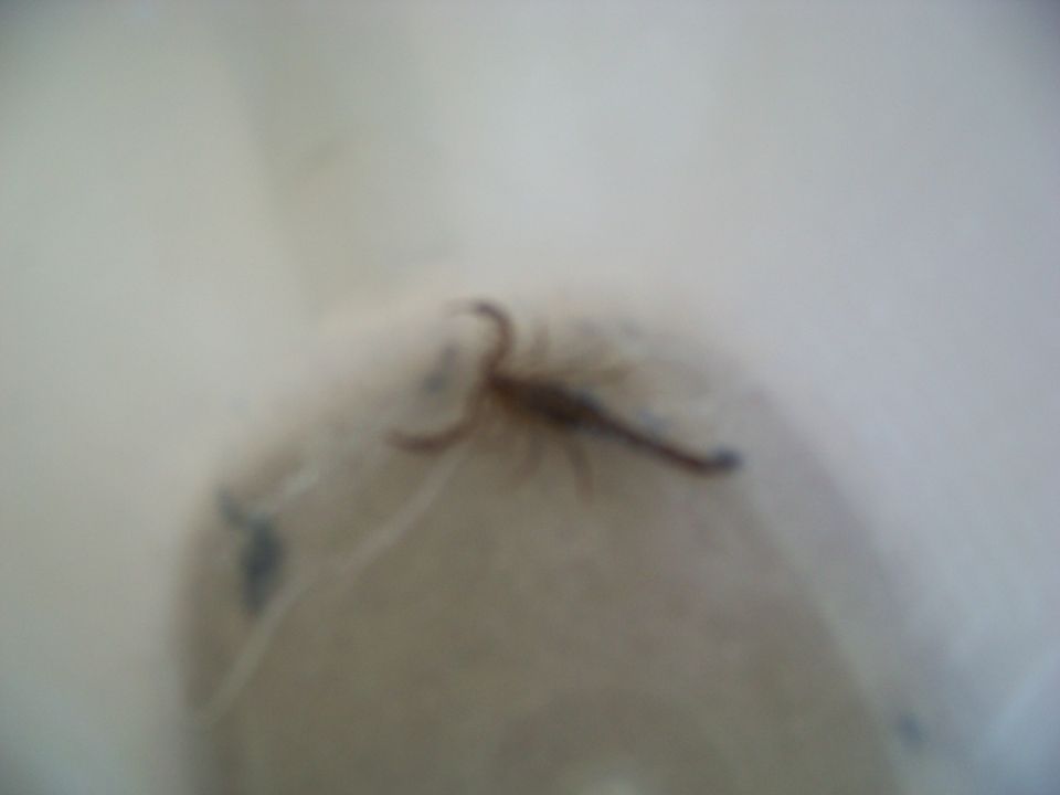 Scorpion on a fuzzy object. Supermotors.net logo in corner