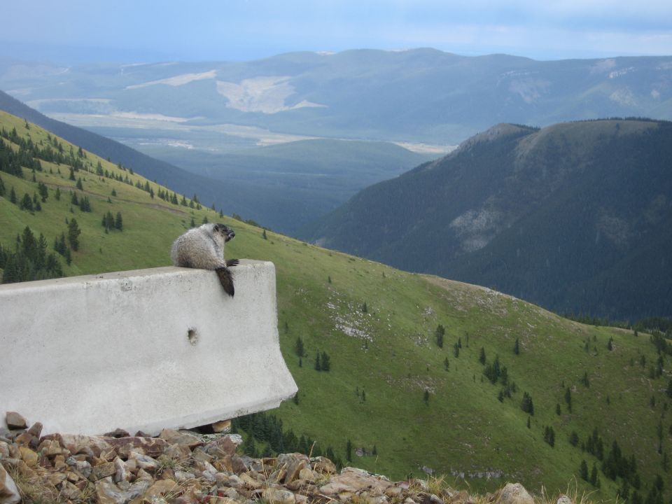 A marmot sits on a concrete barrier overlooking a mountain valley.