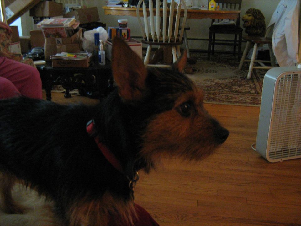 Black and tan terrier standing in a living room with wood floors