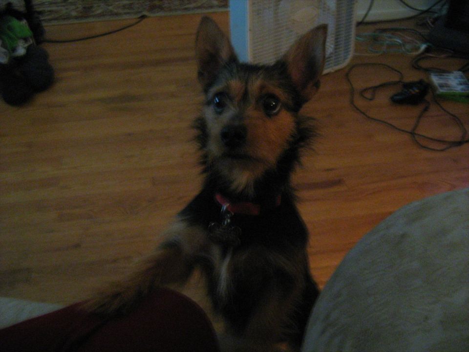 Black and tan terrier sitting up with a paw raised in a living room