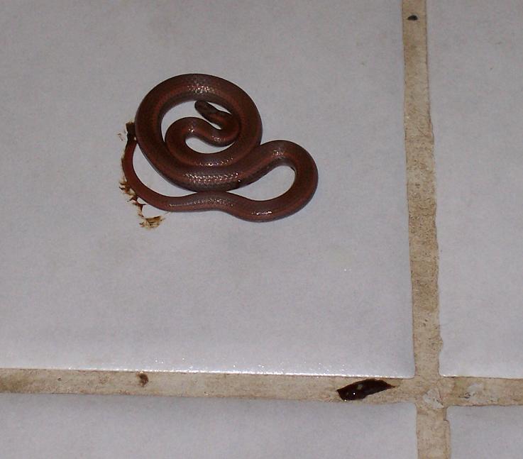 A small brown snake coiled on a tiled surface.