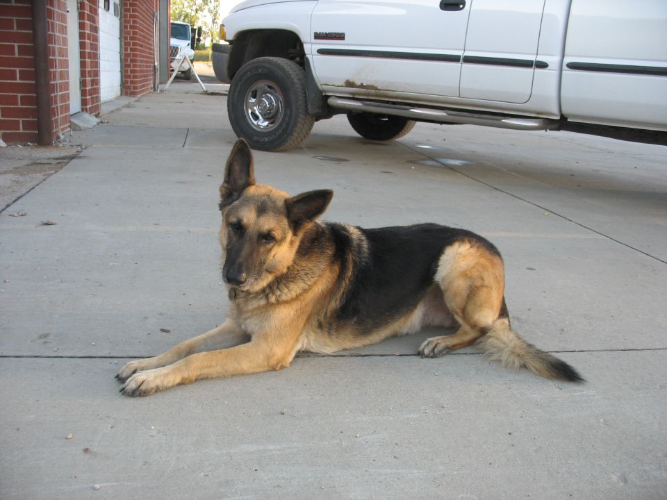 German Shepherd lying on a driveway in front of a white Dodge Ram 2500 pickup