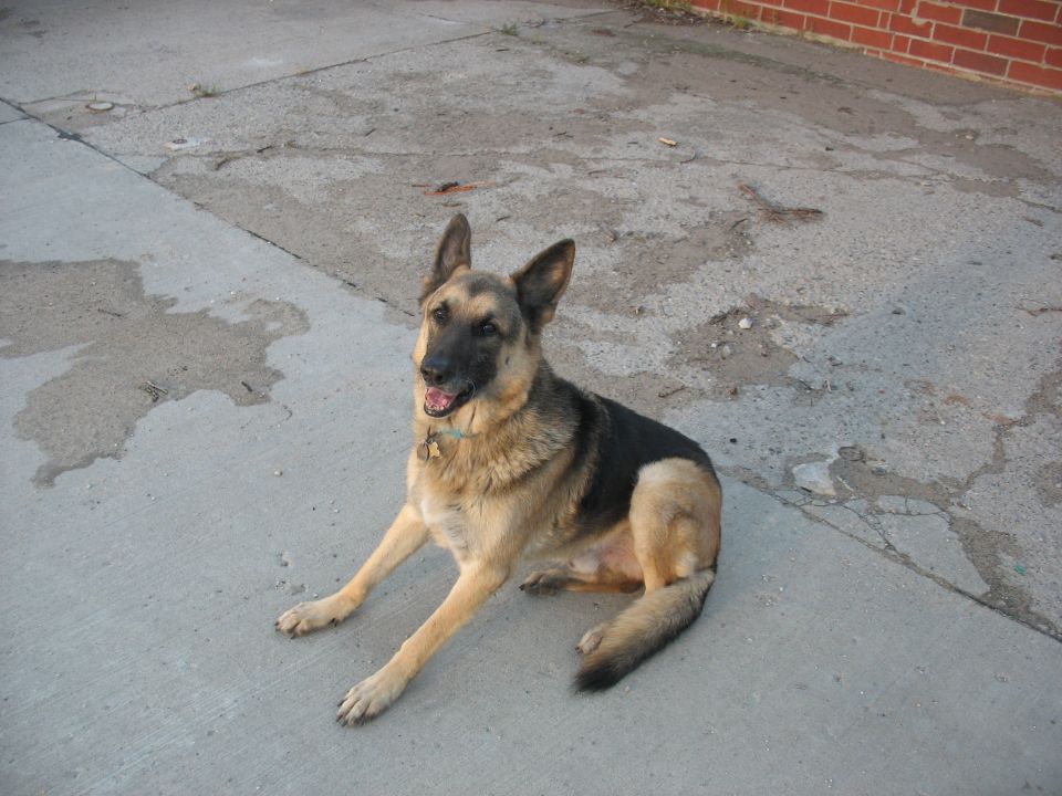 German Shepherd dog lying on a concrete driveway next to a brick wall