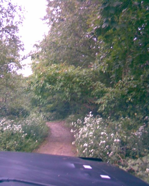 1988 Ford Bronco - The front of a dark colored vehicle is visible in the foreground, with a dirt path winding through a wooded area with white flowers on eith…