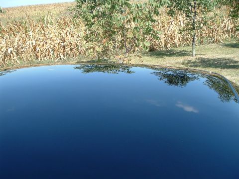 2001 Mercury Grand Marquis - The highly reflective black roof of a car shows a reflection of a cornfield and trees under a clear blue sky.