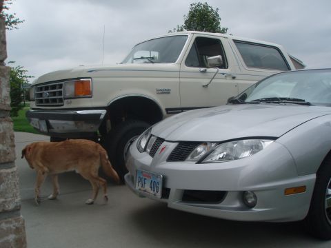 1987 Ford Bronco - A tan dog walks in front of a silver sports car and a cream-colored Ford Bronco. The Ford Bronco is parked behind the sports car, with its…