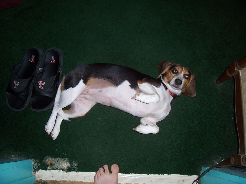 Beagle lying on green carpet beside sandals and a person's foot