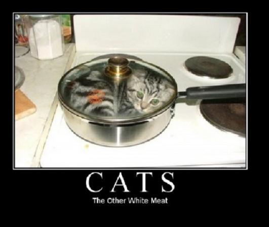 Cat meme image of a cat inside a frying pan