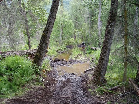 2000 Ford E350 - An ATV navigates a challenging, wet path through a dense forest.