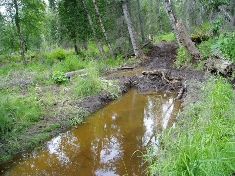 2000 Ford E350 - A muddy trail winds through a forest, with a shallow body of water reflecting the trees.
