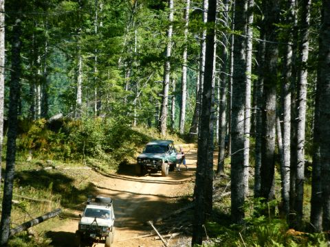 2005 Jeep Wrangler - Two off-road vehicles navigate a dirt path through a dense forest with tall trees.