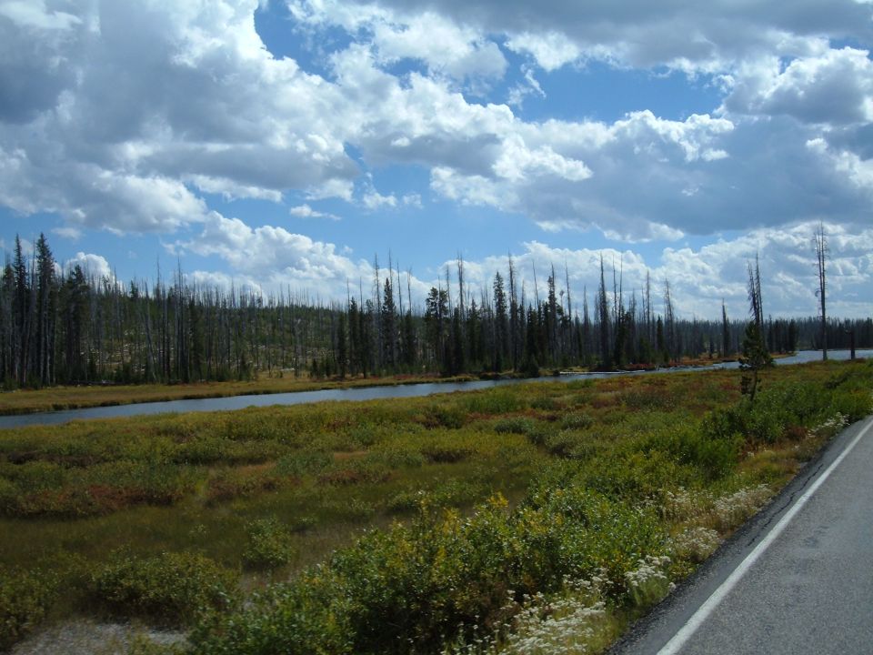 River flowing through a meadow with dead trees and a road.
