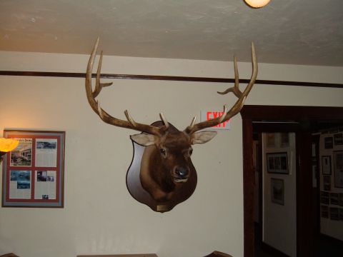 1998 BMW R1100GS ABS - A mounted elk head with impressive antlers is displayed on a wall, accompanied by a framed document and an exit sign.