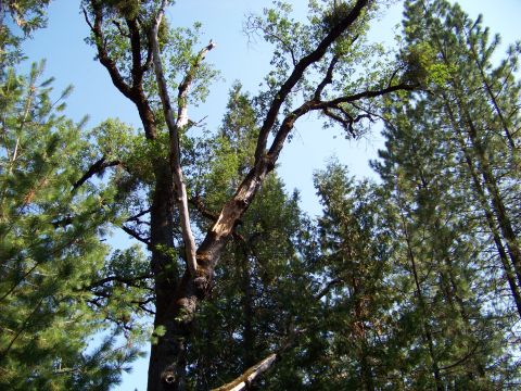1994 Ford F-150 - Tall trees reach towards the sky in this outdoor scene. Watermark indicates the source.