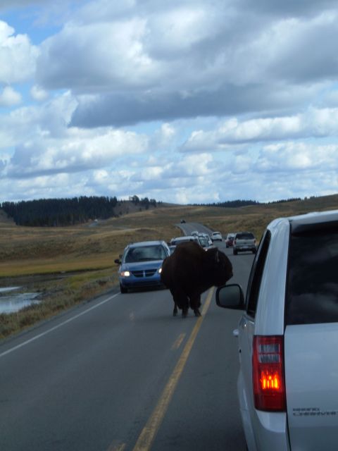 1998 BMW R1100GS ABS - A bison causes a traffic jam as it ambles across a road in a national park.