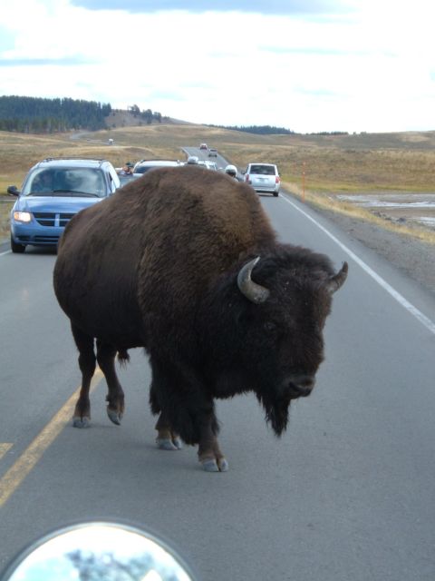 1998 BMW R1100GS ABS - A bison is crossing the road, causing traffic to stop. Cars are visible behind the animal.