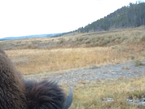 1998 BMW R1100GS ABS - A bison's head and horn are visible in the foreground, with a natural landscape behind it.