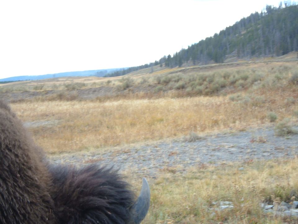 Bison head and horn in foreground, grassy hills and trees in background