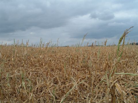 1995 Mercury Grand Marquis - Dried corn field under a cloudy sky. The Supermotors.net logo is visible in the bottom right corner.