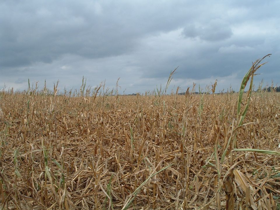 Field of dried corn stalks under a cloudy sky. Supermotors.net logo in lower right