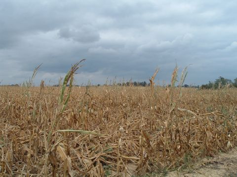 1995 Mercury Grand Marquis - A wide shot of a harvested cornfield under a dramatic, cloudy sky. The Supermotors logo is visible in the corner.