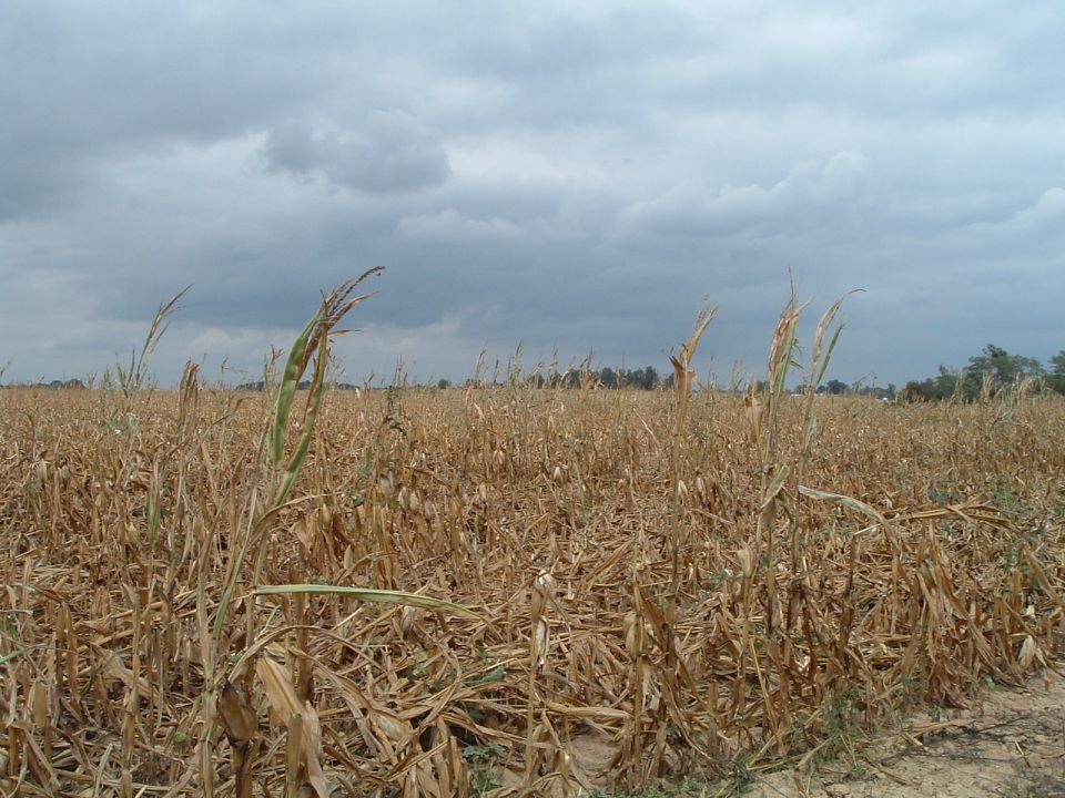 cornfield with dry stalks under a cloudy sky. Supermotors.net logo in lower right