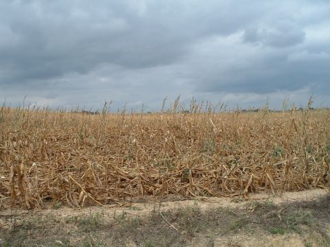 1995 Mercury Grand Marquis - A wide view of a harvested cornfield under a cloudy sky, with a dirt track visible at the bottom.