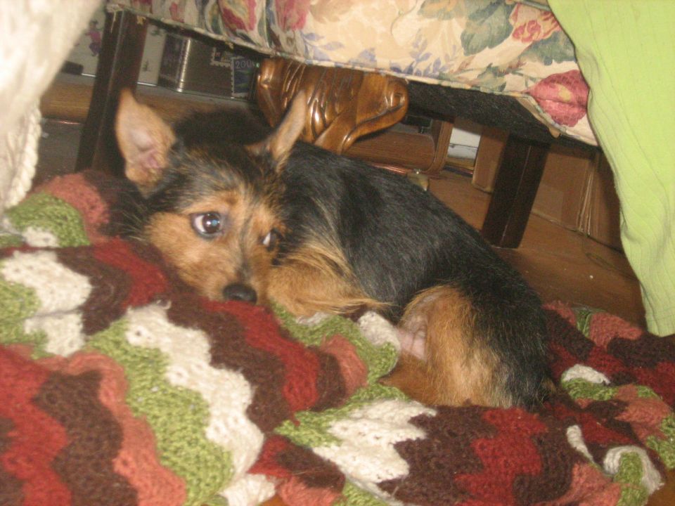 Small black and tan terrier dog lying on a knitted blanket indoors