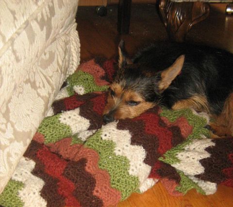 1988 Mercury Grand Marquis - 9-13-08 sleepy Tobi
