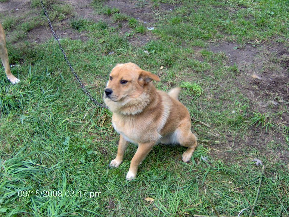 Tan dog sitting on grass on a chain leash in a yard