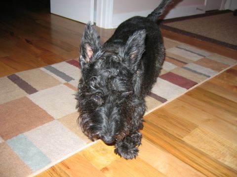 1985 Ford LTD Crown Victoria - Photo of a black terrier dog indoors, not a technical document.