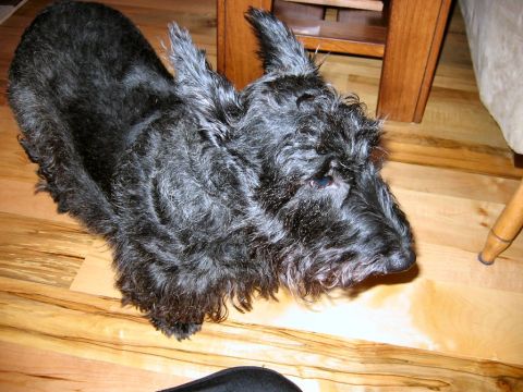 1985 Ford LTD Crown Victoria - Photo of a black terrier dog on the floor, not a technical document.