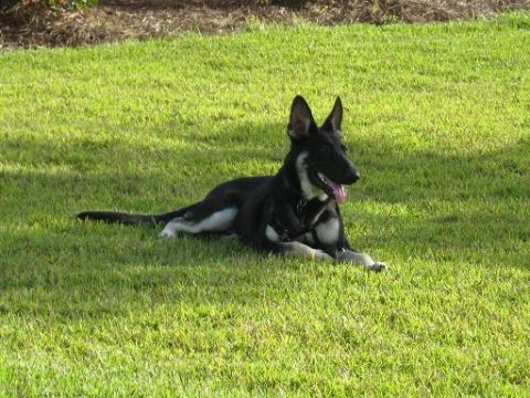 1978 Ford Bronco - A German Shepherd rests on a grassy lawn under dappled sunlight.