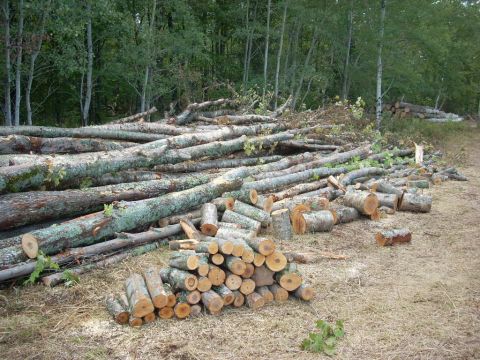 2000 Chevrolet Tahoe - Cut logs are stacked in a forest clearing, ready for transport or processing.
