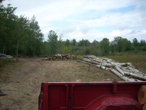 2000 Chevrolet Tahoe - Logs piled in a field, viewed from the bed of a red pickup truck.