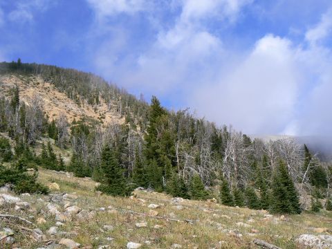 2006 Ford E350 - A mountain slope shows a mix of dead and living trees under a partly cloudy sky.