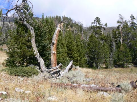 2006 Ford E350 - A scene of nature reclaiming man-made objects, a dead tree and a rusted corrugated pipe in a dry, grassy field.